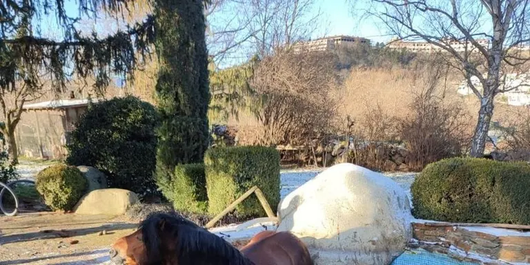 Rescaten un cavall en una piscina de la Seu d'Urgell