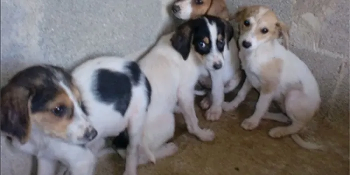 Investiguen un cas de presumpte maltractament animal a Arenys