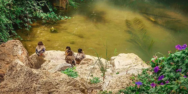 Projecte de millora al Parc del Mas Miquel