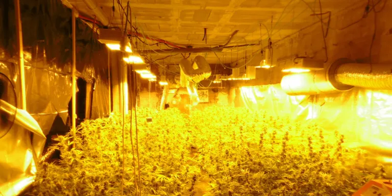 22 detinguts i més de 6 mil plantes de marihuana intervingudes, nou cop contra el tràfic de droga a Lloret de Mar, Vidreres i Maçanet de la Selva