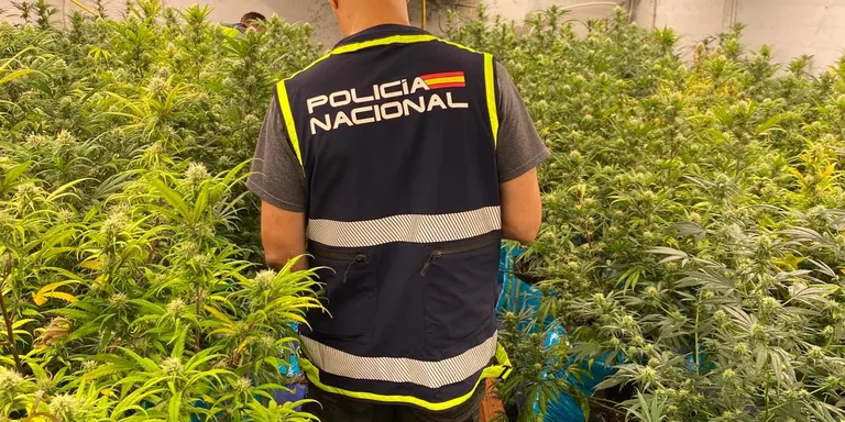 Desmantellen un habitatge dedicat al cultiu interior de marihuana a Maçanet de la Selva