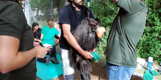 Marquen nou voltors negres a la Reserva Nacional de Caça de Boumort