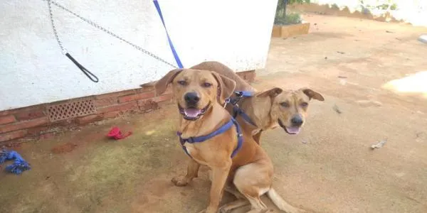 L’Ajuntament d’Altafulla millorarà el protocol per a animals trobats al carrer per minimitzar el trauma de l’abandonament