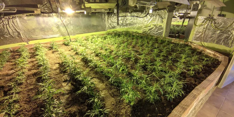 Els Mossos decomissen 950 plantes de marihuana en una casa de Caldes