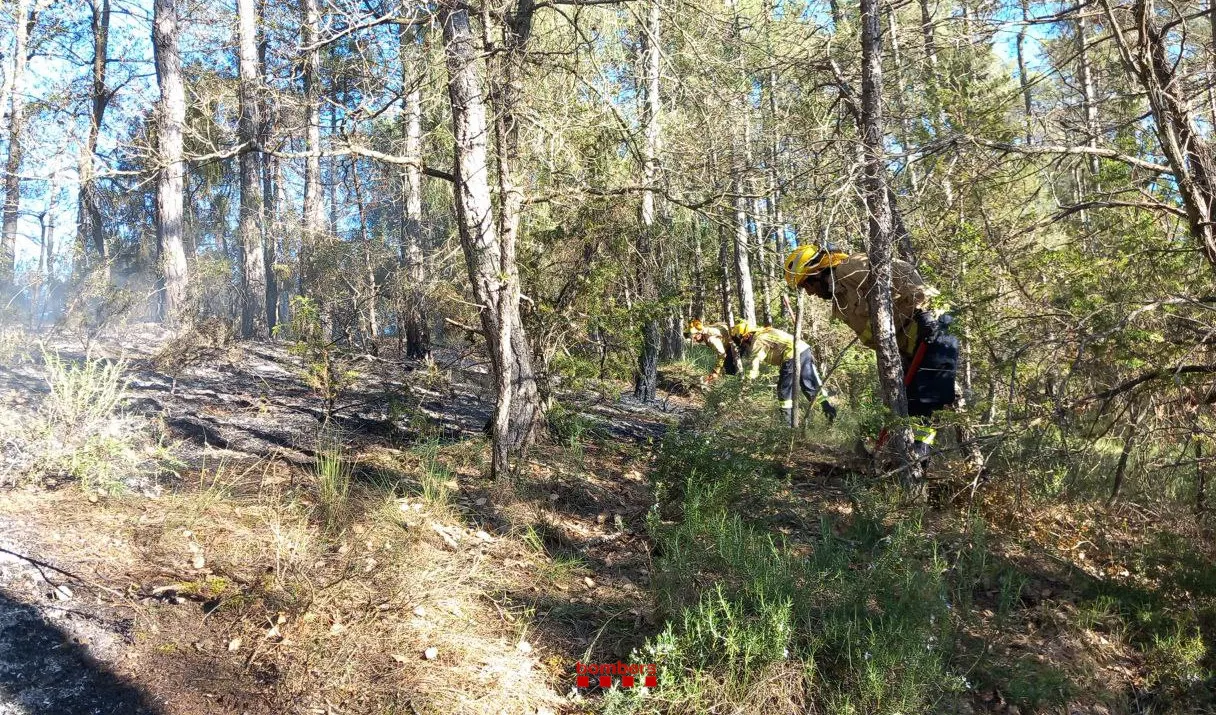 El primer incendi de la temporada crema 400 metres quadrats de bosc a Ogern