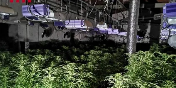 Desmantellada una plantació de marihuana en un habitatge de Salomó