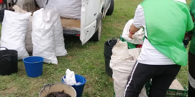La Fundació Espigoladors recull més de 500 quilos de garrofes a la vil·la romana del Moro
