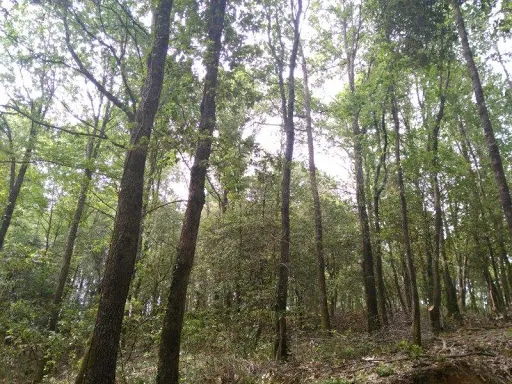 La gestió forestal tindrà més pes que el canvi climàtic en el valor futur dels productes i serveis que proporcionen els boscos mediterranis