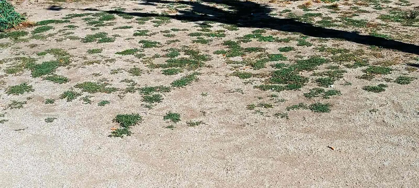 El decret contra la sequera no permet regar i els efectes ja es noten a les zones enjardinades