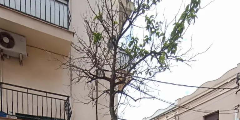 Tractament fitosanitari contra la cotxinilla dels tarongers de can Bisa i carrers Cuba i Alsina