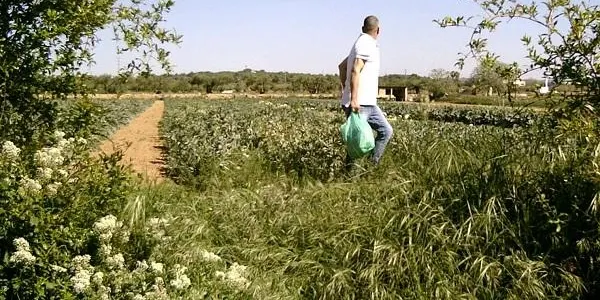 La Policia Local de Torredembarra identifica un veí d'Altafulla com a presumpte autor de diversos furts en finques agrícoles