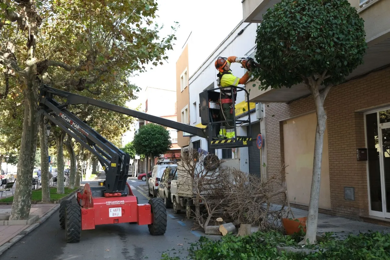 L’Ajuntament de Cambrils inicia la campanya de poda de l’arbrat viari per fer el seu manteniment