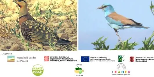 Cap de setmana ornitològic als Espais Naturals de Ponent