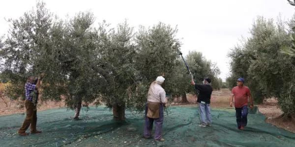 La DOP Siurana presenta la nova campanya de l'oli en què es preveu un descens de la producció del 41% respecte el 2019