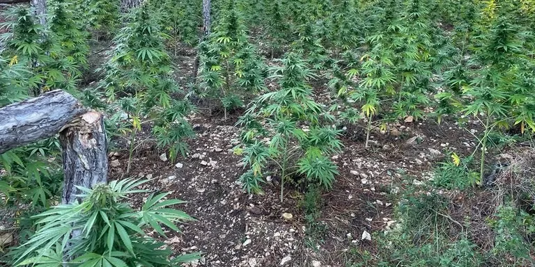 Localitzen més de 1.500 plantes de marihuana a Mont-ral