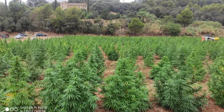 L'empresa propietària de la plantació desmantellada a Pineda defensa que la seva activitat és legal