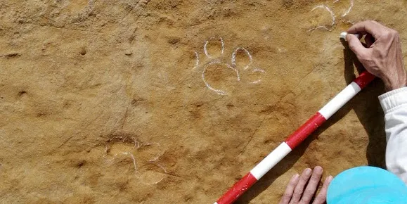 Identifiquen per primera vegada petjades d'un animal de fa 3,1 milions d'anys al jaciment del Camp dels Ninots