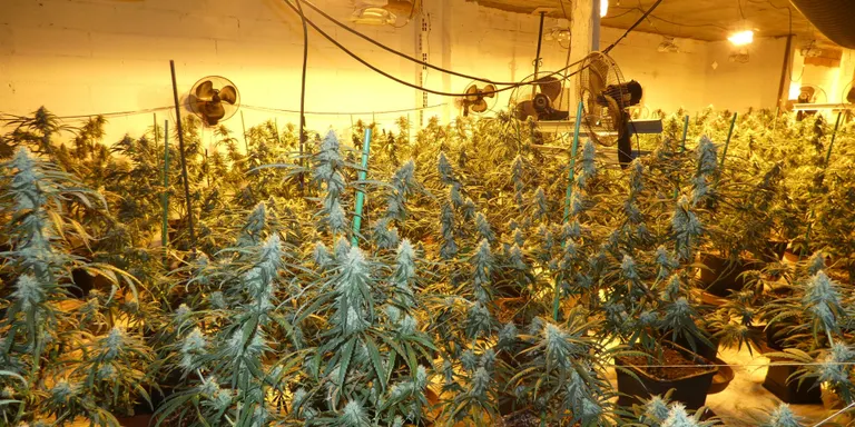 Presó per a dos homes detinguts durant el desmantellament d'una plantació de marihuana a Blanes
