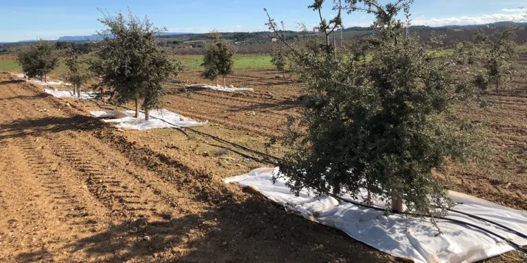 Investigadors del CTFC i la UdL troben mètodes per fer competitiva la tòfona negra en condicions ambientals desfavorables