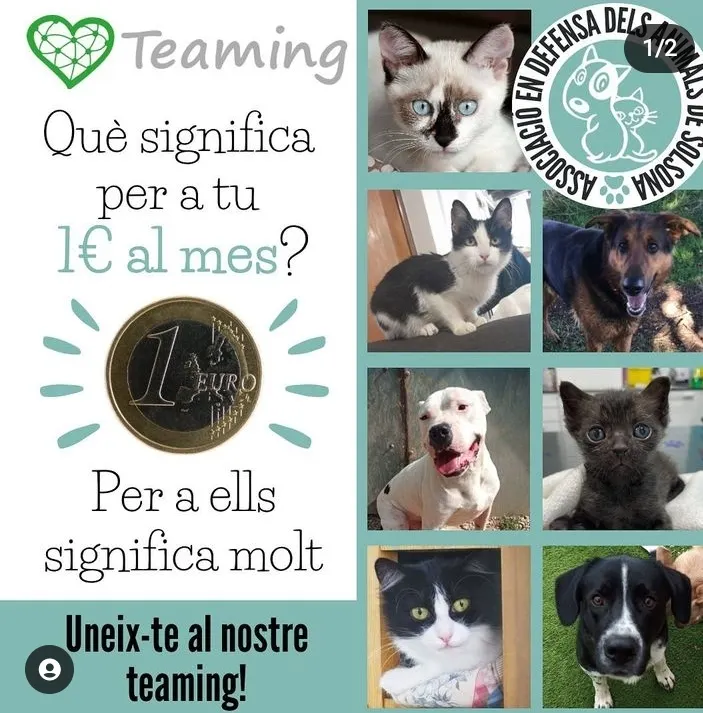 <strong>L'Associació en Defensa dels Animals de Solsona posa en marxa una campanya de micromecenatge</strong>