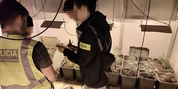 Desmantellen un grup criminal especialitzat en el cultiu intensiu de marihuana al Camp de Tarragona