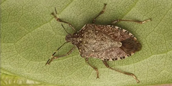 L'Ajuntament d'Altafulla detecta la presència d'un insecte invasor que afecta fruites i verdures