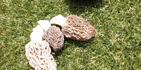 Prohibeixen la venda de murgues 'de cervell' al mercat de la Seu