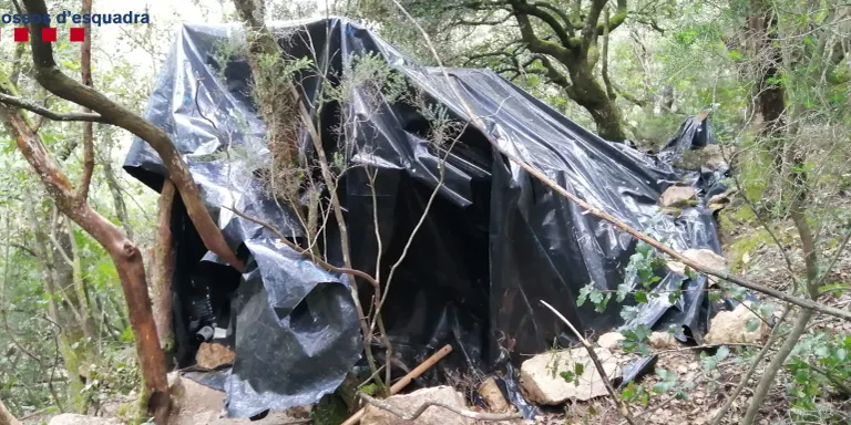 Quatre detinguts i 7.800 plantes de marihuana comissades en una plantació a Susqueda