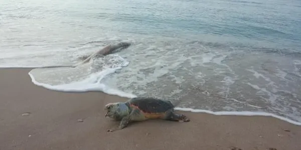 Apareixen dues tortugues careta mortes en dos dies de diferència a les platges d'Altafulla i Tamarit