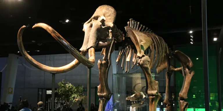 Un esquelet de mamut llanut de Sibèria amb 50.000 anys d'història aterra al CosmoCaixa per habitar-hi permanentment