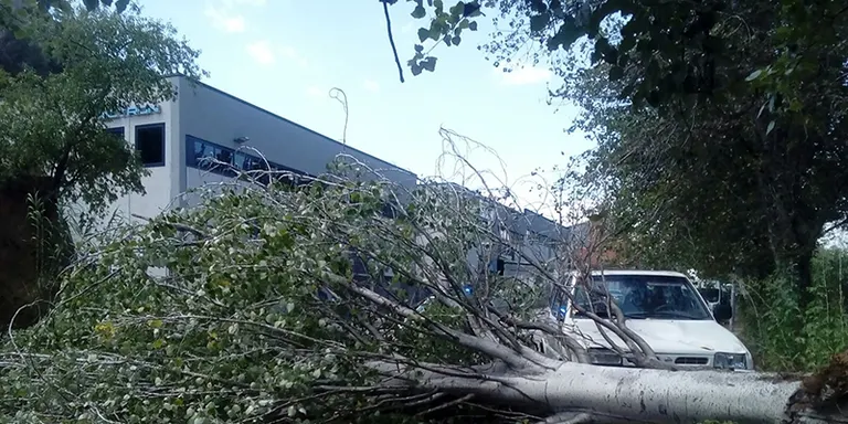 La caiguda d'un arbre al Passeig de la Riera provoca danys en un cotxe