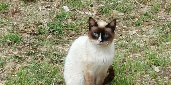L'àrea de Protecció Animal d'Altafulla finalment no rebrà els 35.000 euros que va anunciar