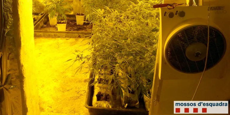 Detingut un veí d'Organyà per cultivar marihuana a l’interior d’un magatzem agrícola