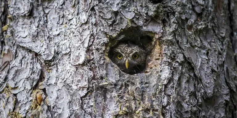 El Centre de Ciència i Tecnologia Forestal de Catalunya ha creat més de 200 refugis als arbres per afavorir la biodiversitat als boscos