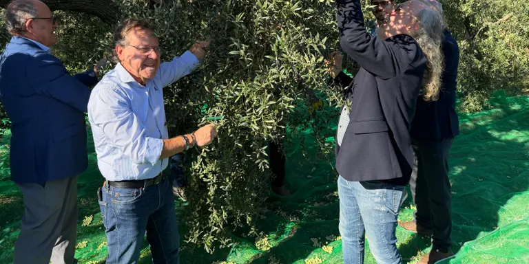 La DOP Siurana preveu una caiguda de fins al 40% en la producció d'oli, amb la venda del litre per sota dels 10 euros