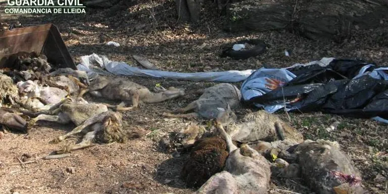 Un detingut a l'Alt Urgell per un delicte de maltractament animal