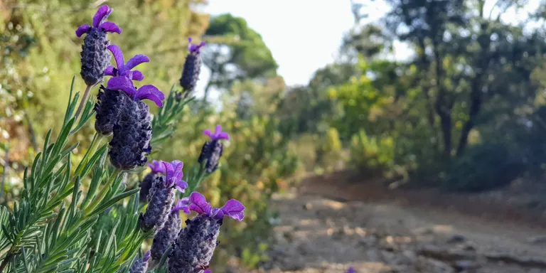 Temps típic de primavera