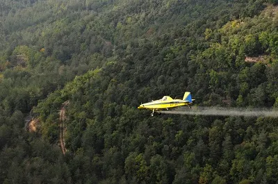 Agricultura fumiga 2.370 hectàrees del nord-oest del Solsonès per combatre la processionària del pi