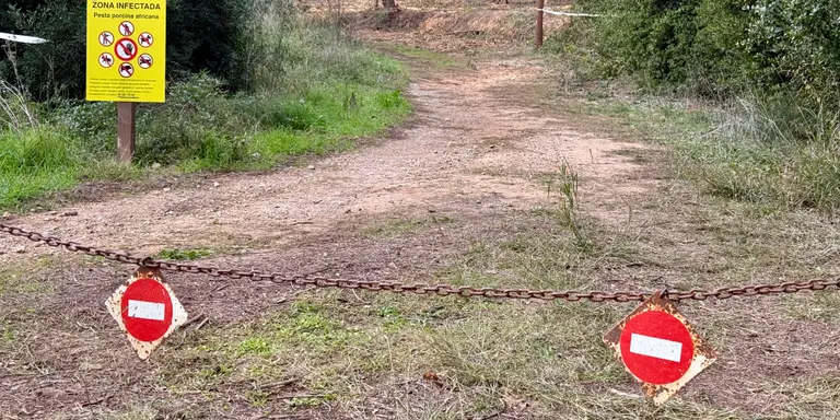 Els ministeri d'Agricultura eleva a nou els casos de porcs senglars morts per pesta porcina africana