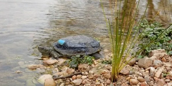 El nou cicle de visites guiades a la desembocadura del riu Gaià contribuirà a la millora del Centre de Divulgació de la Tortuga