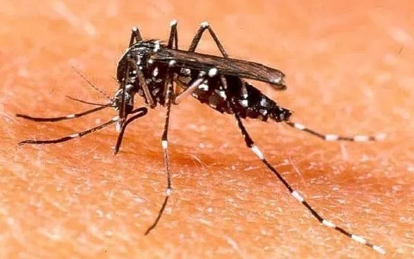 Blau i Verd facilita a la ciutadania un correu electrònic per alertar de la presència de mosquit tigre