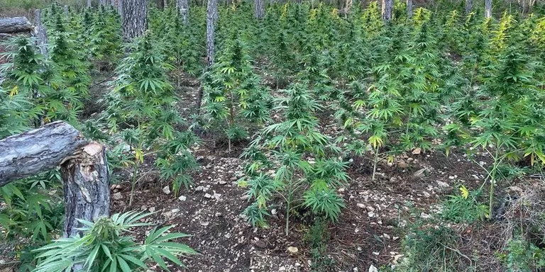 Els Mossos d'Esquadra desmantellen 1.530 plantes de marihuana a Mont-ral