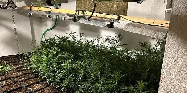 La Policia Local de Torredembarra deté dos individus que es trobaven en un habitatge amb una plantació de cànnabis