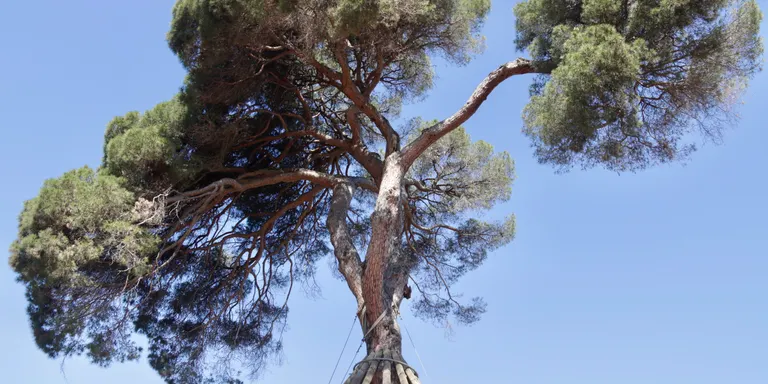 Cau una de les tres branques de l'històric Pi d'en Xandri de Sant Cugat del Vallès