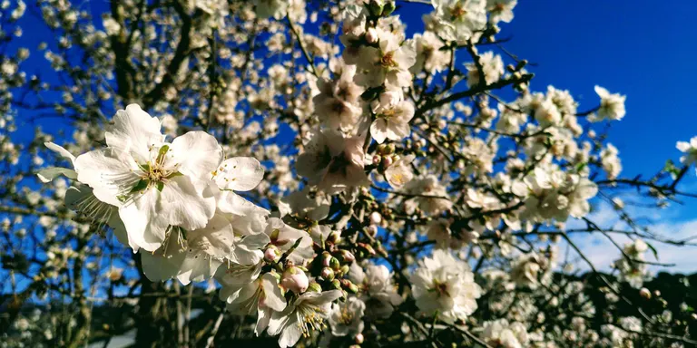 Ambient de primavera a ple hivern