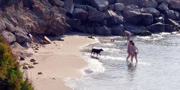 La Cala Torrota de Roda de Berà, primera platja del Tarragonès que obre el seu accés als gossos