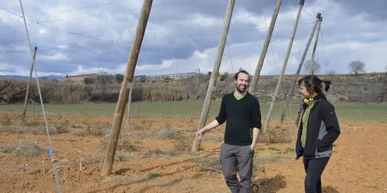 La Conca de Tremp compta amb una finca experimental de llúpol per fabricar cervesa