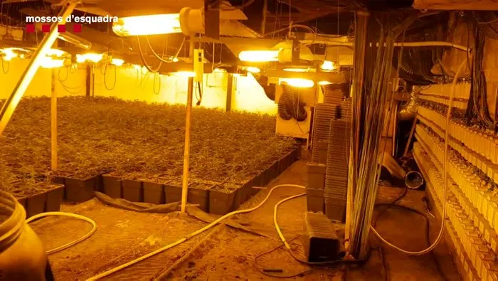 Macrooperació dels Mossos amb detinguts al Maresme contra un grup criminal dedicat a la marihuana