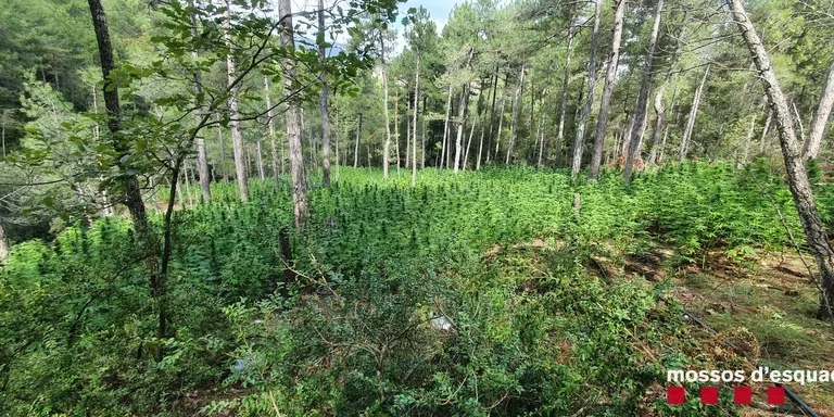 Desmantellada a Coll de Nargó una plantació d’unes 2.000 plantes de marihuana