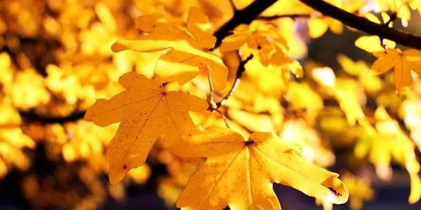 El temps de tardor arriba al Baix Gaià per quedar-s’hi